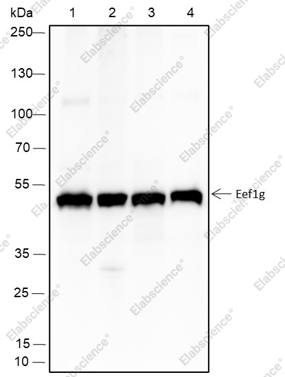Recombinant eEF1G Monoclonal Antibody - 1