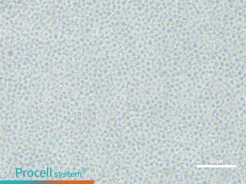 OCI-AML-2 - 6