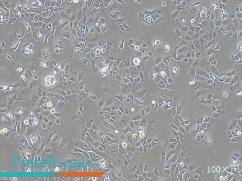 SW 1990 (L15) Cell Complete Medium - 1