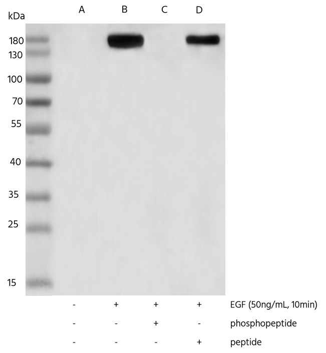 Recombinant Phospho-PLCγ1 (Tyr783) Monoclonal Antibody - small - 4