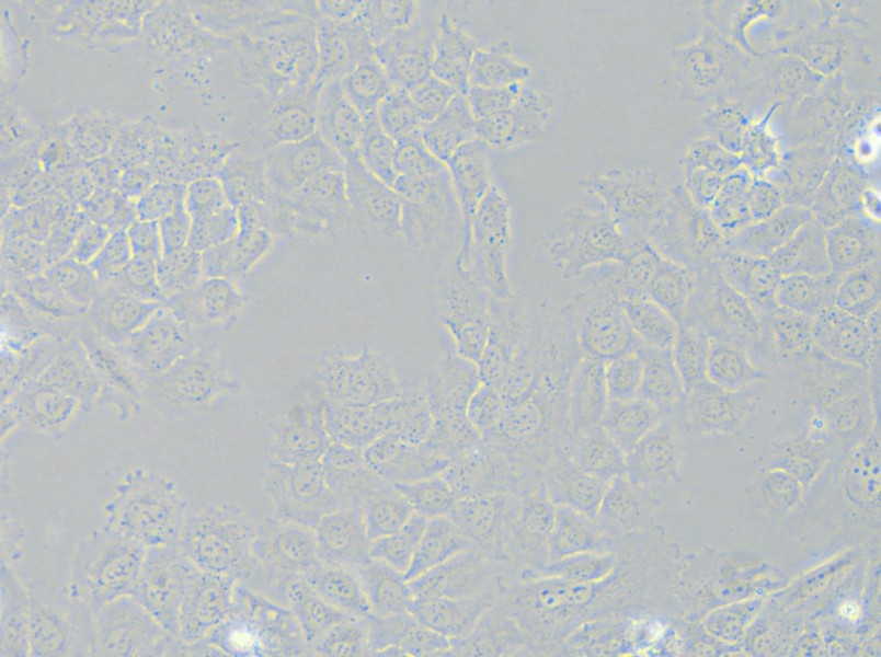 HCC-44 Cell Complete Medium - small - 6