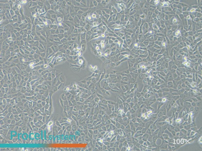 HT-1080 [HT1080] Cell Complete Medium - 1