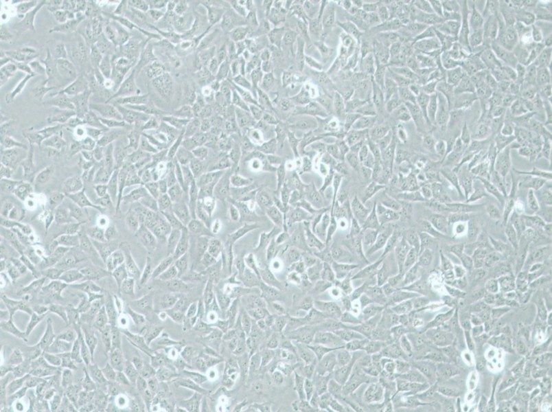 AC16 Cell Complete Medium-searchlist-1