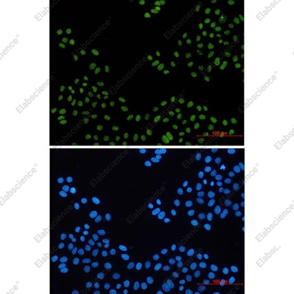Recombinant PELP1 Monoclonal Antibody - 3