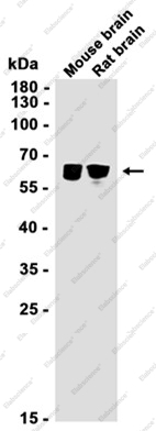 Recombinant Synapsin 2 Monoclonal Antibody - 1