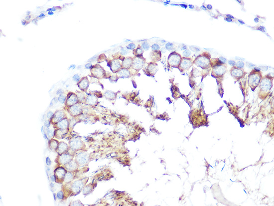 Immunohistochemistry of paraffin-embedded rat testis using Folate Binding Protein Polyclonal Antibody at dilution of 1:100 (40x lens).Perform microwave antigen retrieval with 10 mM Tris/EDTA buffer pH 9.0 before commencing with IHC staining protocol.