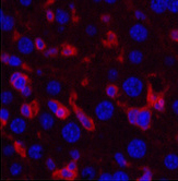 Immunofluorescence analysis of Mouse liver tissue using ACTA2 Monoclonal Antibody at dilution of 1:200.