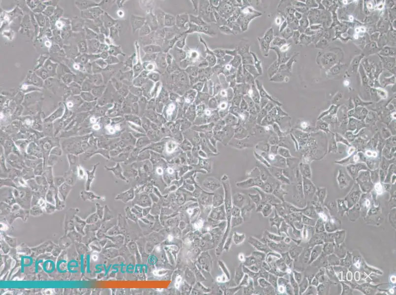 HCC4006 Cell Complete Medium - 1