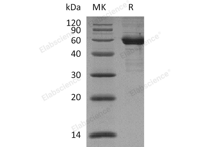 Immobilized Human Siglec-15-mFc at 2ug/ml (100 ul/well) can bind Anti-Human Siglec15 mAb. The ED50 of Anti-Human Siglec15 mAb is 23.2 ng/ml.