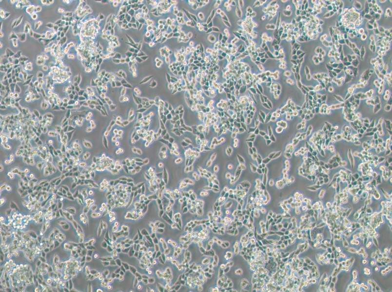 LLC [LL/2; LLC1] Cell Complete Medium - 2