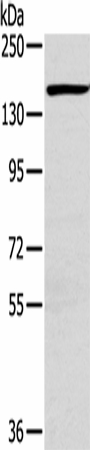 Western Blot analysis of Hbmec cell using PLXND1 Polyclonal Antibody at dilution of 1:200