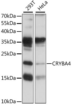 Western blot analysis of extracts of various cell lines using CRYBA4 Polyclonal Antibody at 1:1000 dilution.