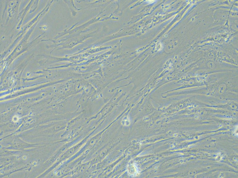 WI-38 Cell Complete Medium - 4