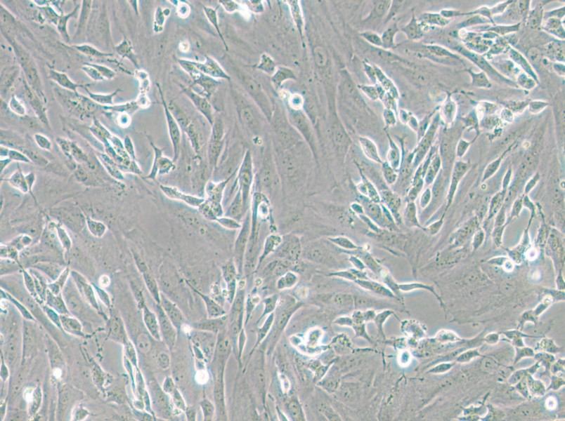 SK-N-SH Cell Complete Medium - small - 5