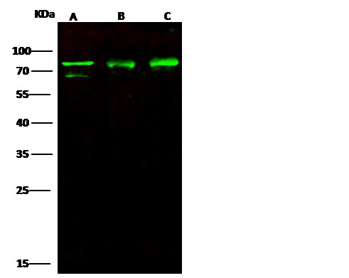 Recombinant ERP72/PDIA4 Monoclonal Antibody - small - 2