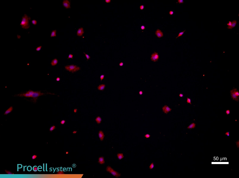 Mouse Peritoneal Macrophage Complete Medium - 1