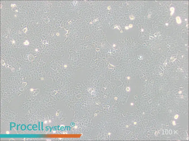 AML12 Cell Complete Medium - 3