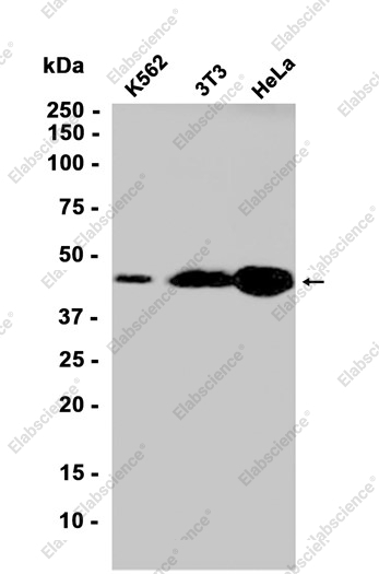 Recombinant IKB beta Monoclonal Antibody - 1