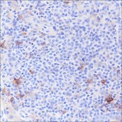 Recombinant CD33 Monoclonal Antibody - 2