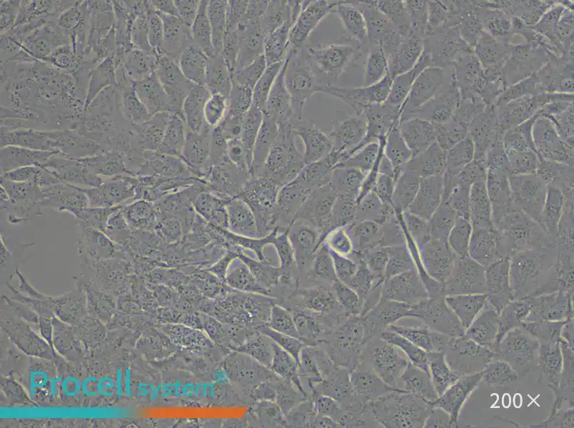 MC3T3-E1 Subclone 14 Cell Complete Medium - small - 4