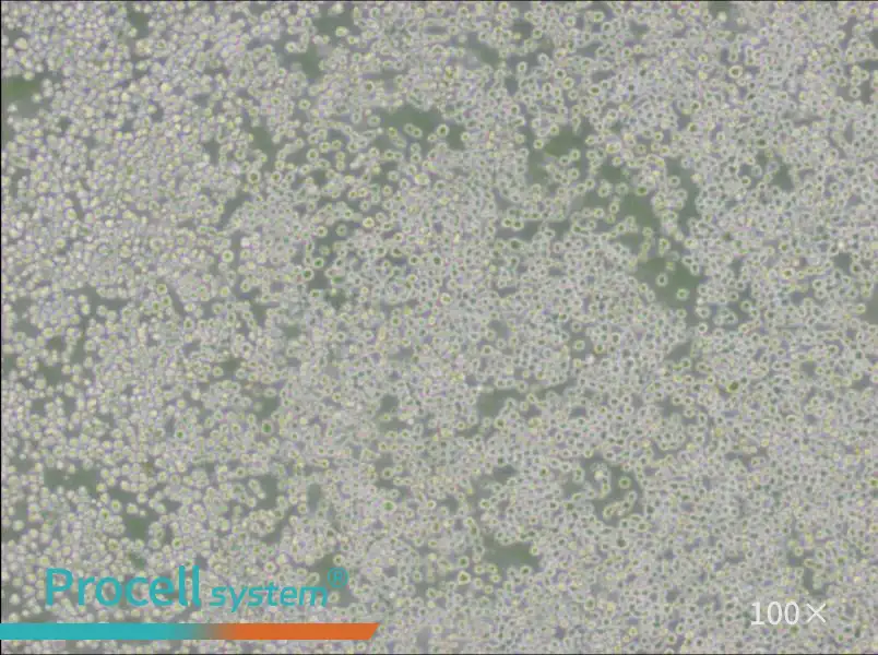 OKT 3 Cell Complete MediumOKT 3 Cell Complete Medium - 3