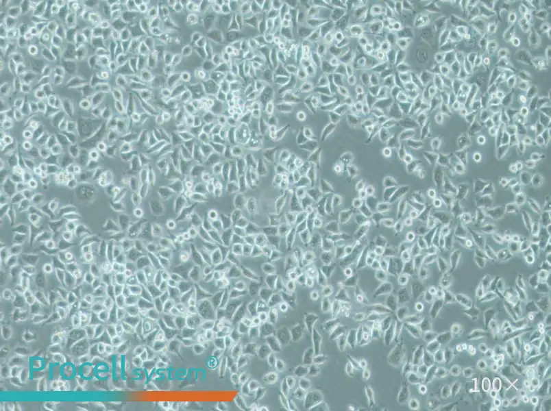 PC-9 Cell Complete Medium - 3