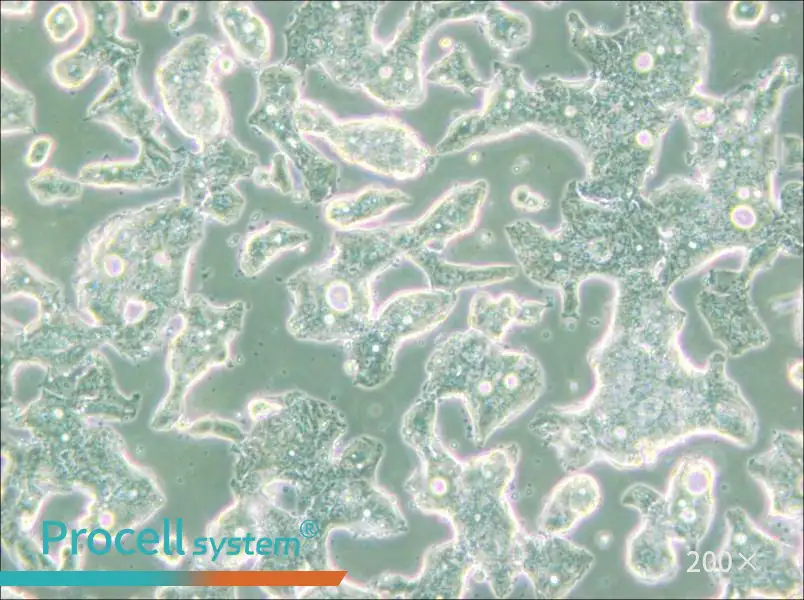 SW948 (DMEM) Cell Complete Medium - 6