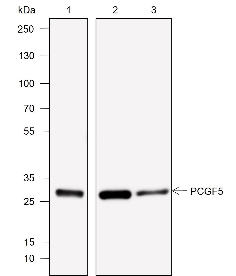 Recombinant PCGF5 Monoclonal Antibody-searchlist-1