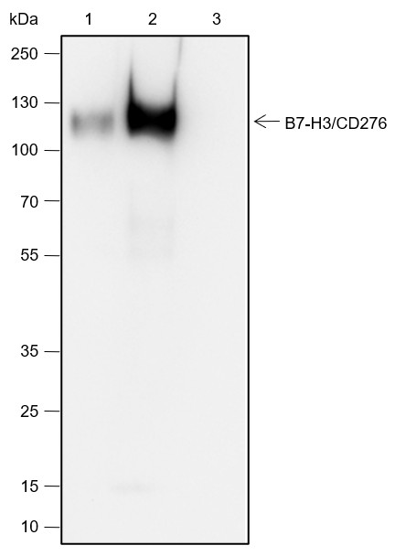 Recombinant B7-H3/CD276 Monoclonal Antibody - small - 11