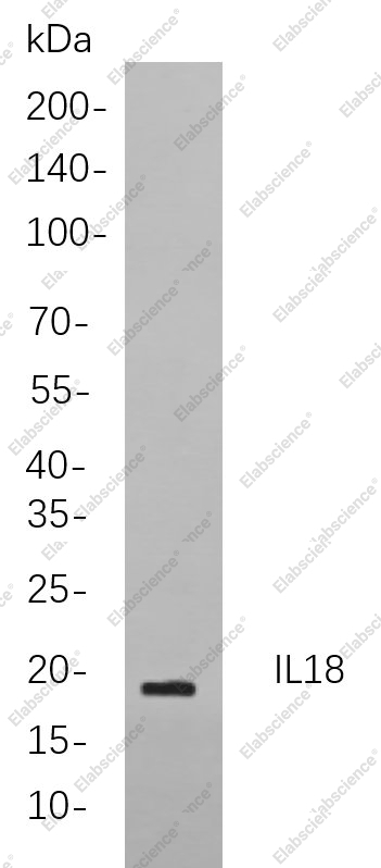 Recombinant IL18 Monoclonal Antibody - 1