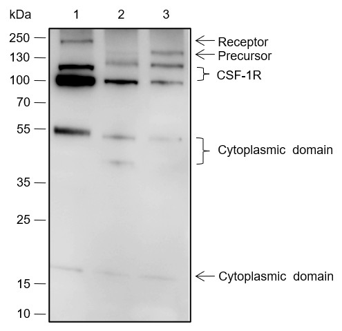 Recombinant CSF-1R Monoclonal Antibody-searchlist-1
