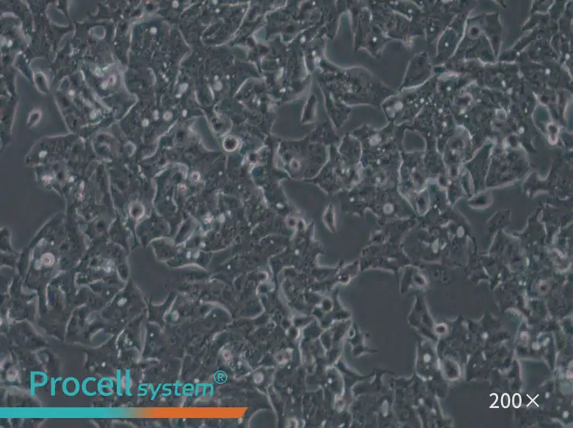 LS180 Cell Complete Medium - 4