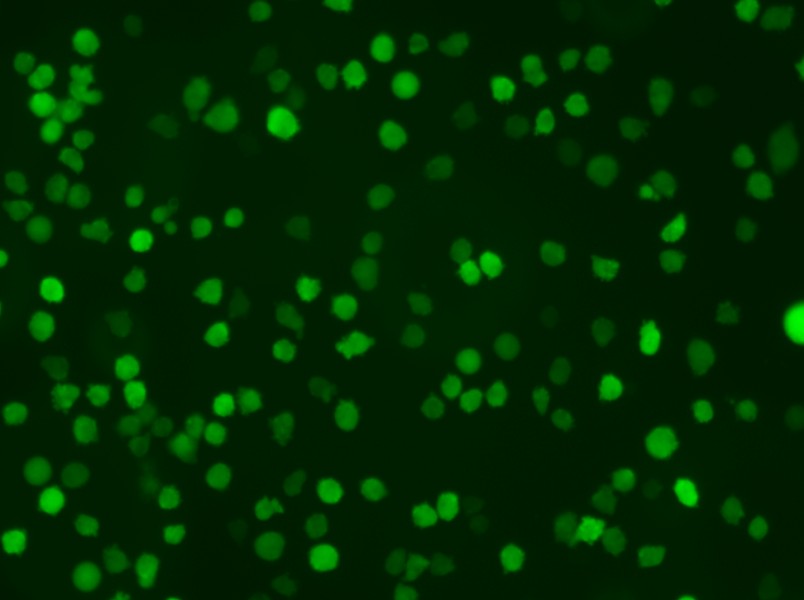 U-937-GFP Cell Complete Medium - small - 4