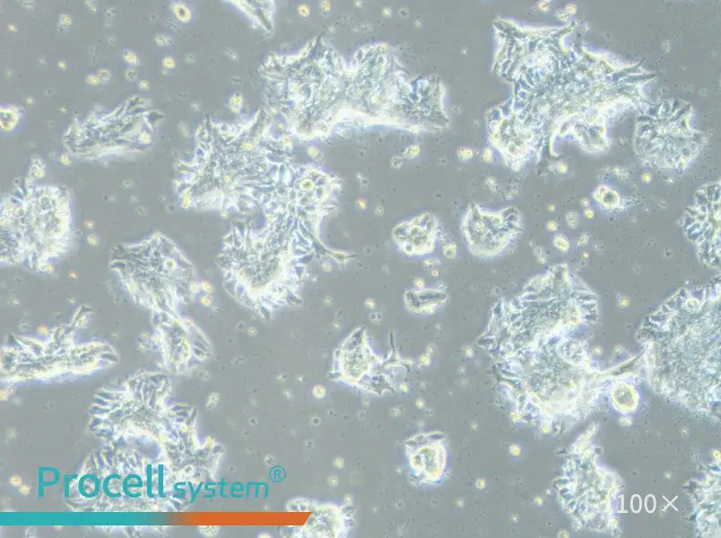 CCK-81 Cell Complete MediumCCK-81 Cell Complete Medium - 3