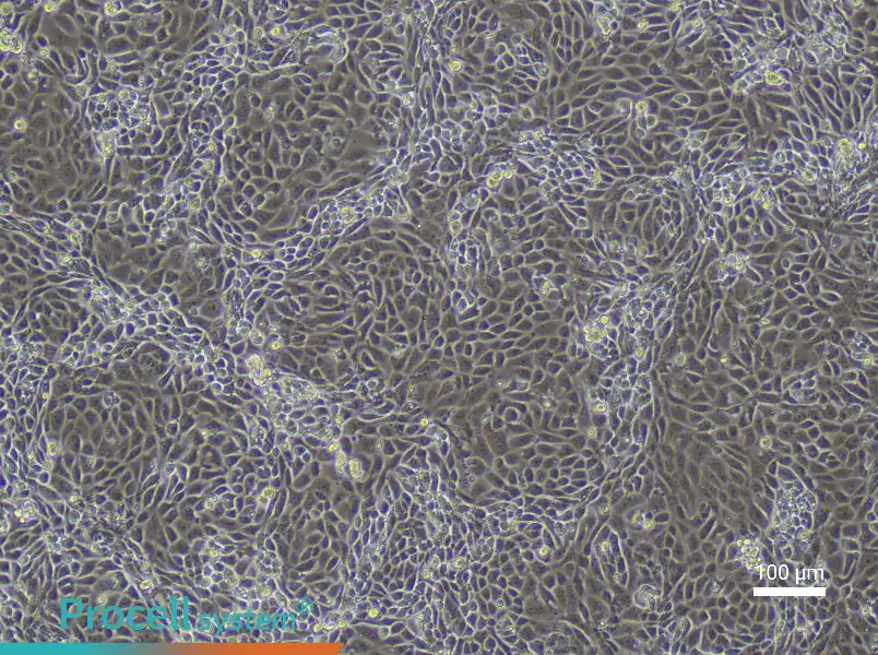 Mouse Placental Chorionic Trophoblast Cell Complete Medium - 2