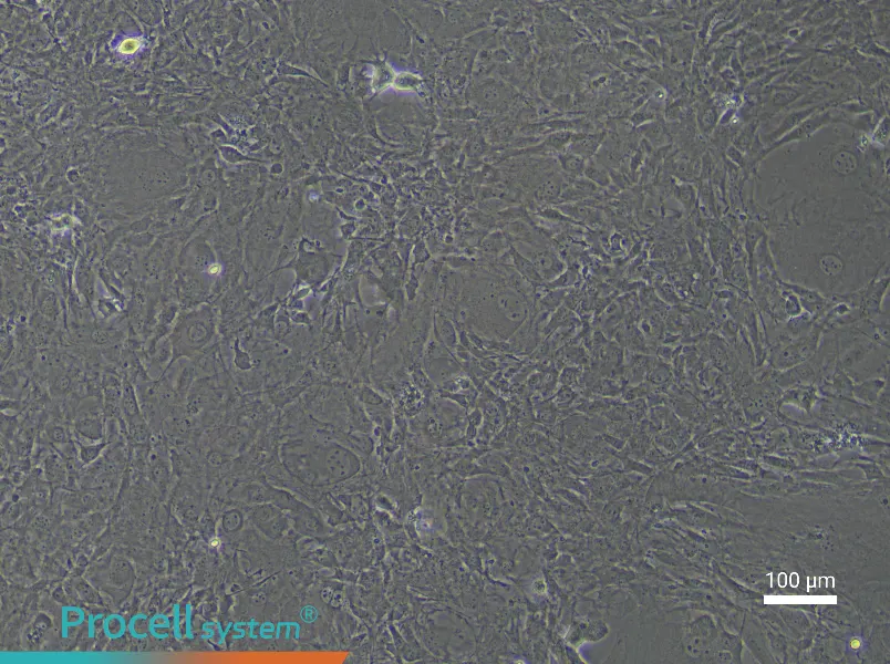 Mouse Corneal Stromal Cell Complete Medium - 2