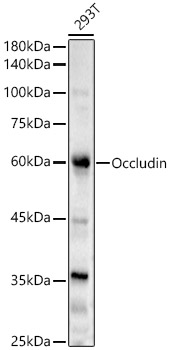 Western blot analysis of 293T using Occludin Polyclonal Antibody at 1:2000 dilution.