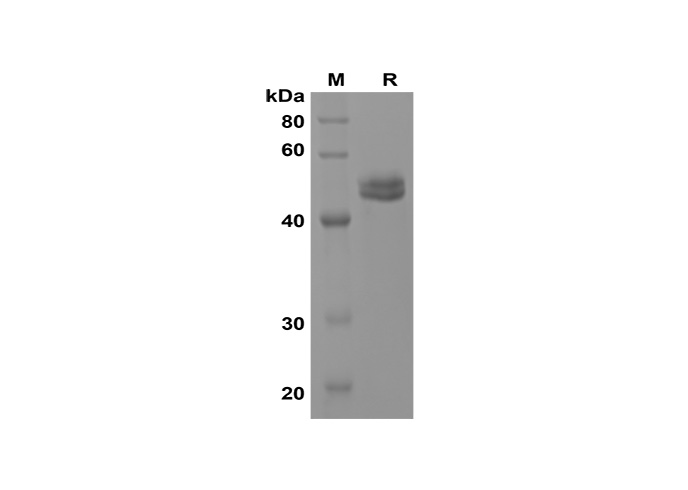 Recombinant Mouse IL-17A Protein(Halo Tag)-1