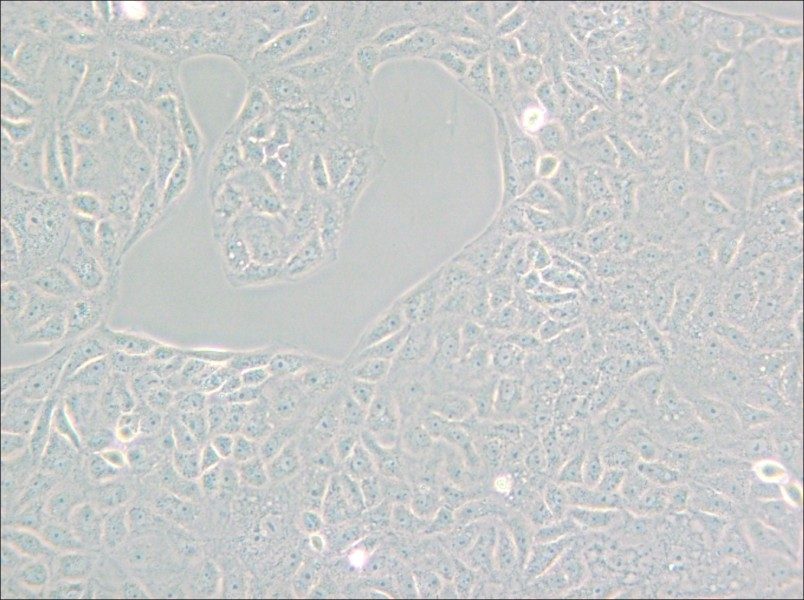 VERO C1008 [Vero E6] Cell Complete Medium - small - 6