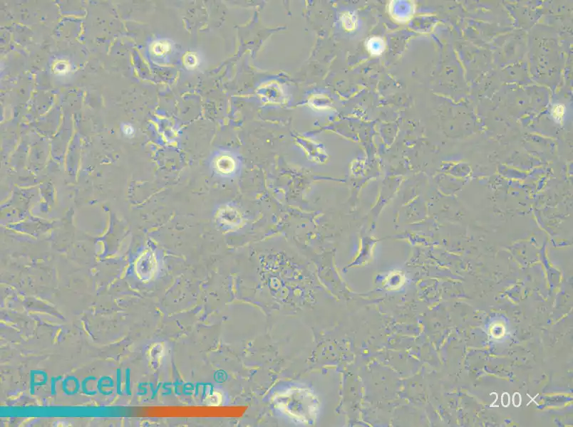 RF/6A Cell Complete Medium - small - 4