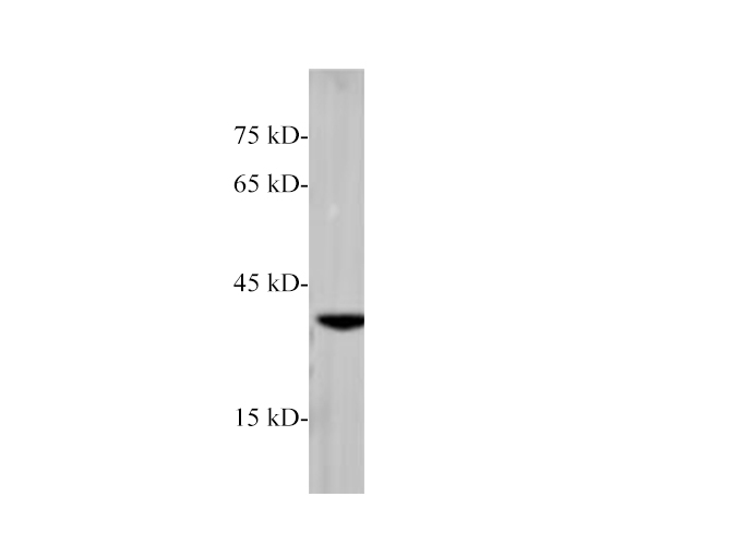 Western blot of mouse brain lysates with anti-RAB42 polyclonal antibody at dilution of 1:1000.