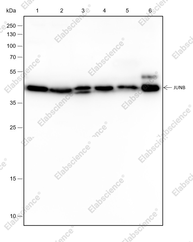 Recombinant JunB Monoclonal Antibody - 1