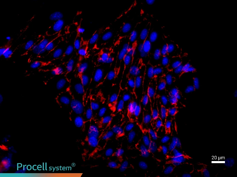 Mouse Aortic Endothelial Cell Complete Medium - 2