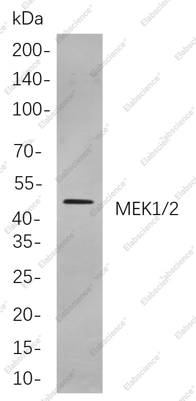 Recombinant MEK1/2 Monoclonal Antibody - 1