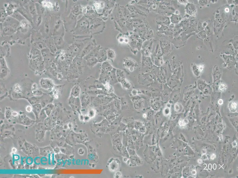 H4 Cell Complete Medium - 4