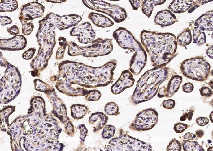 CRIP2 Monoclonal Antibody - small - 1