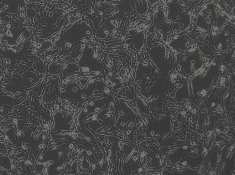 3T6-Swiss albino Cell Complete Medium-searchlist-1