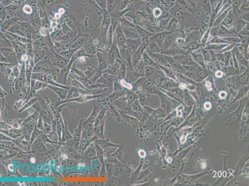 SW1573 (DMEM) Cell Complete Medium - small - 4