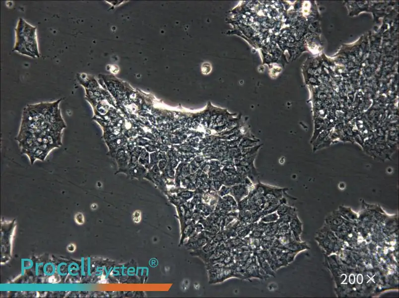 GT1-1 Cell Complete Medium - 4