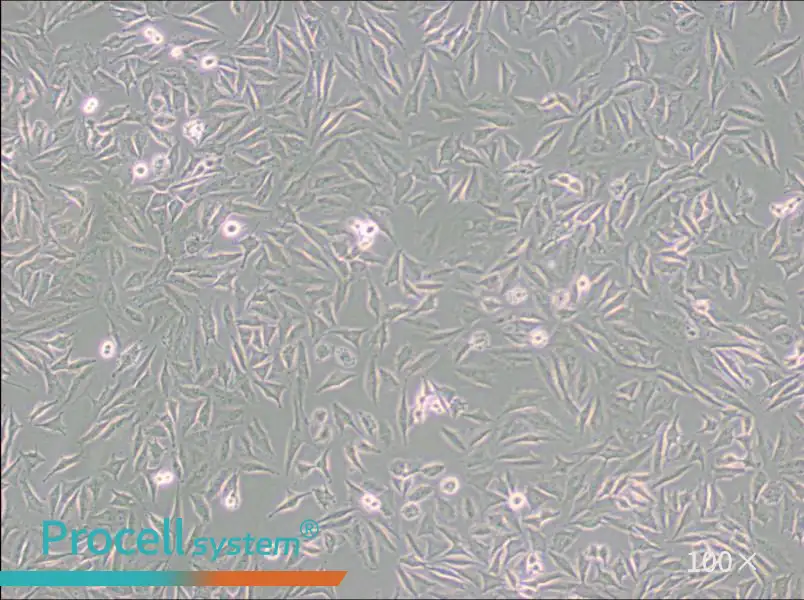 LN229 [LN-229; LNT-229] Cell Complete Medium - 2